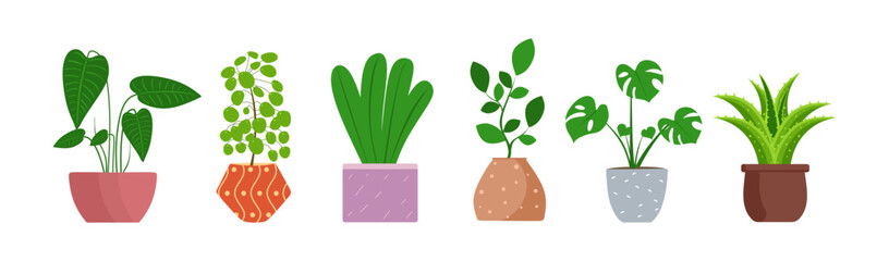 Indoor house plants vector set in flat style illustration. Houseplant collection isolated on white background. vector