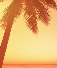 silhouette of tropical palm trees and ocean sunset 