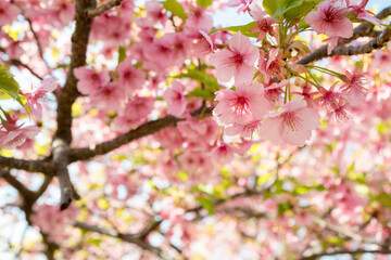 松田山の河津桜-202301