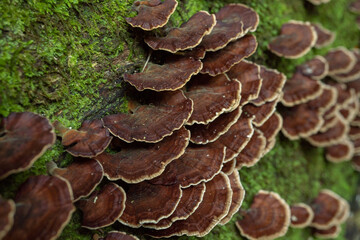 Brown polypore mushroom on the fallen tree tropical forest when rainy season. The photo is suitable to use for nature background, wild life poster and botanical content media.