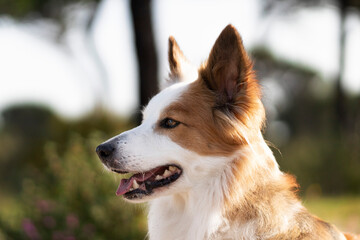 The most beautiful dog in the world. Smiling charming adorable sable brown and white border collie , outdoor portrait  with pine forest background. Considered the most intelligent dog. 