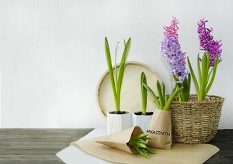 On a light background in a wicker basket spring flowers hyacinths on the table, peat pots, a wooden tray.  The concept of spring plant transplantation, spring mood.  Front view, close-up