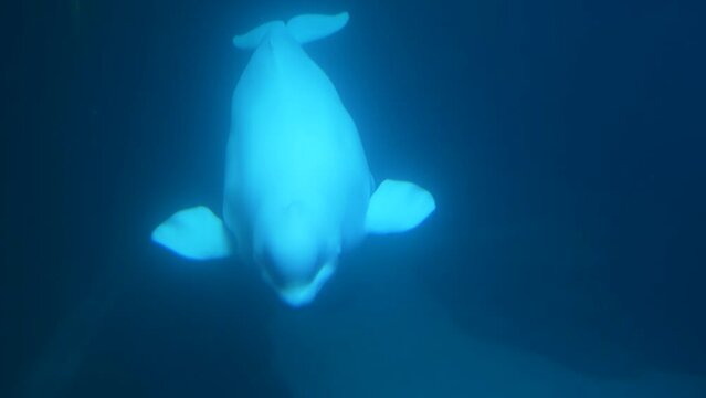 white whale swimming underwater