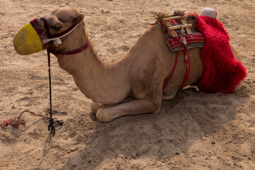 Arabic camels in the desert of Khor Al Udayd, Qatar