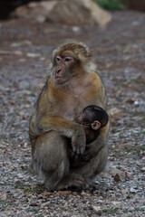 scimmia con la sua cria ambito naturale in africa Marocco