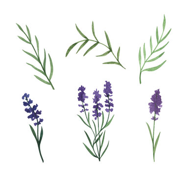 Provence lavender flowers and leaves. Hand drawn summer herb watercolor clipart
