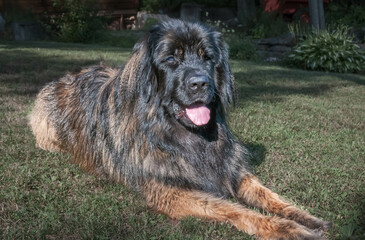Leonberger dog closeup sit in the grass