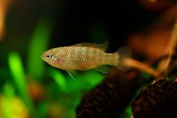 Dario dario female sex tropical freshwater fish in aquarium. Dwarf Bengal, Dwarf Bengal, Scarlet, Scarlet Dwarf, Red Scarlet Dwarf fish underwater swimming macro close up