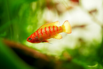 Dario dario red male gender tropical freshwater fish in aquarium. Dwarf Bengal, Dwarf Bengal, Scarlet, Scarlet Dwarf, Red Scarlet Dwarf fish underwater swimming macro close up