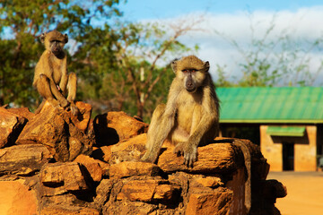 Baboons family . Three babons sitting funny ekspresion