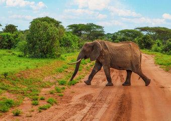 Big elephant crossing the brown sand road in a bush.