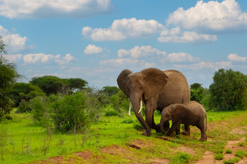 Fototapeta premium Female Elephant and her baby walking through Amboseli National Park in Africa.