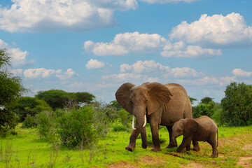 Female Elephant and her baby walking through Amboseli National Park in Africa.