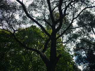 Fototapeta premium trees in the park