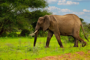 Big elephant crossing the brown sand road in a bush.