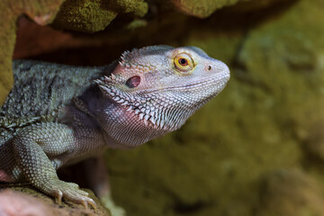 Agama australian - Pogona vitticeps - another name Agama bearded lizard in a terrarium.