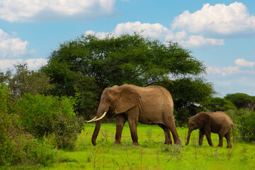 Female Elephant and her baby walking through Amboseli National Park in Africa.