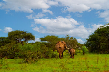 Fototapeta premium Female Elephant and her baby walking through Amboseli National Park in Africa.