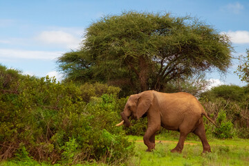 Big elephant crossing the brown sand road in a bush.