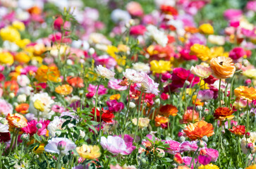 Obraz premium colorful flowers