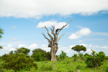 Beautiful landscape with animals, trees and mountains in Africa.