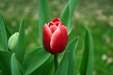 Photo of a red garden tulip on a green meadow with its petals still half closed
