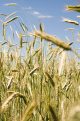 Green rye field ripens on a sunny summer day against a blue sky, soft focus. Agriculture