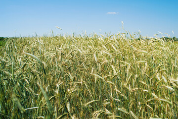 Green rye field ripens on a sunny summer day against a blue sky, soft focus. Agriculture
