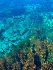 Clear water pool with foliage