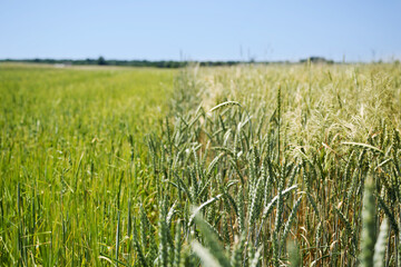 Green wheat and rye field ripens on a sunny summer day, soft focus. Agriculture