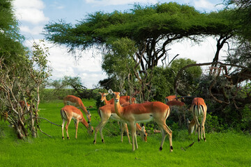 Savannah landscape sunset in South Africa bush Savannah landscape.Grant's gazelle female at savannah.