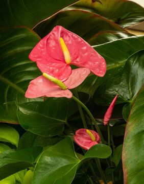 Anthurium flowers in the conservatory of a large estate and tourist attraction in Asheville, North Carolina