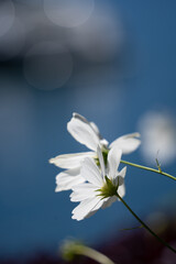 white flower in water