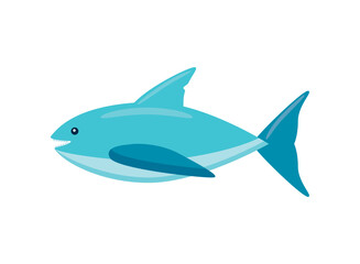 shark aquatic animal