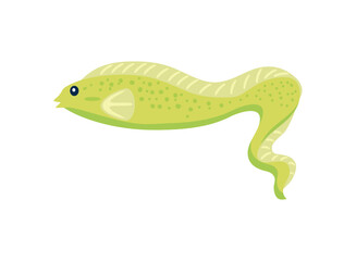 eel aquatic animal