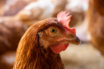 chicken 