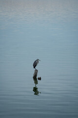 seagull on the water
