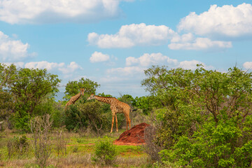 some giraffe walk through the savannah between the plants