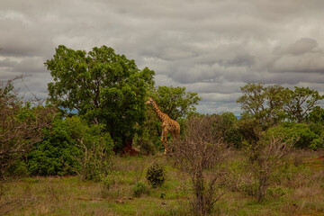 some giraffe walk through the savannah between the plants