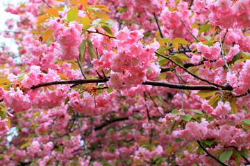 tree sakura blossom in garden, Japanese cherry, first flowers and leaves. Bud in spring, Hanami. Pink sakura love background
