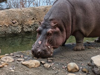 Hippopotamus Eating at the Kansas City Zoo