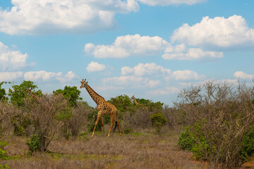 some giraffe walk through the savannah between the plants