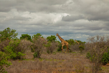 some giraffe walk through the savannah between the plants