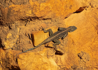 rock agama lizard, Agama agama, on tree branch, Samburu National Reserve, Kenya, East Africa
