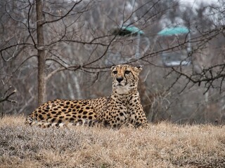 Male Cheetah on Cool Winter Day at KC Zoo
