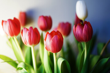 Fototapeta premium beautiful red tulips spring is coming 