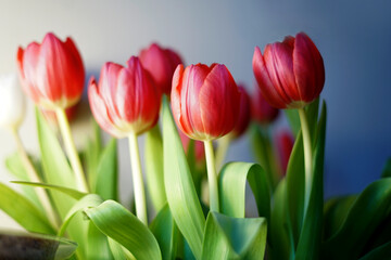 beautiful red tulips spring is coming