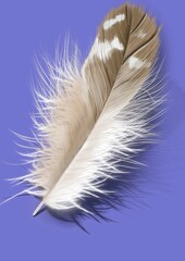 Feather, drawing of a beautiful feather, handmade drawing.