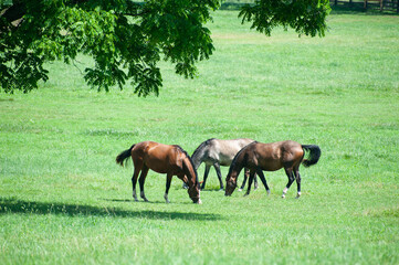 Naklejka na ściany i meble Thoruoughbred horses grazing in the summer time