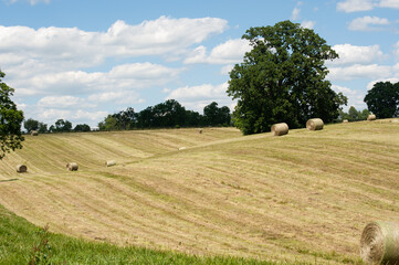 Hay bales on a rolling hillside